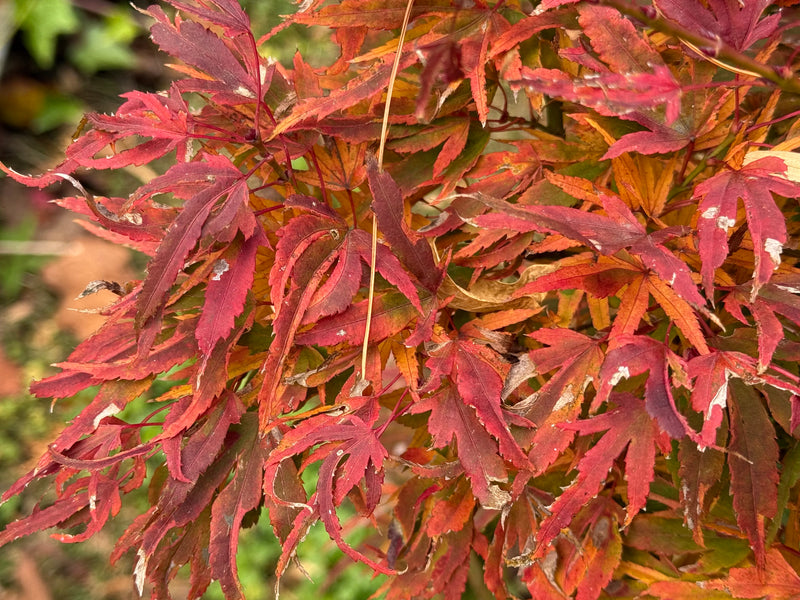Acer palmatum Kryptonite™ Japanese Maple
