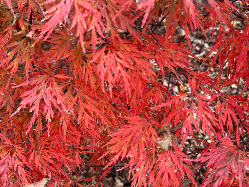 Acer palmatum 'Orangeola' Japanese Maple