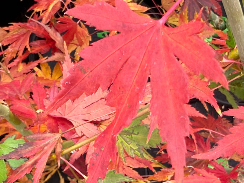 Acer palmatum ‘Elena Melodi’ Japanese Maple