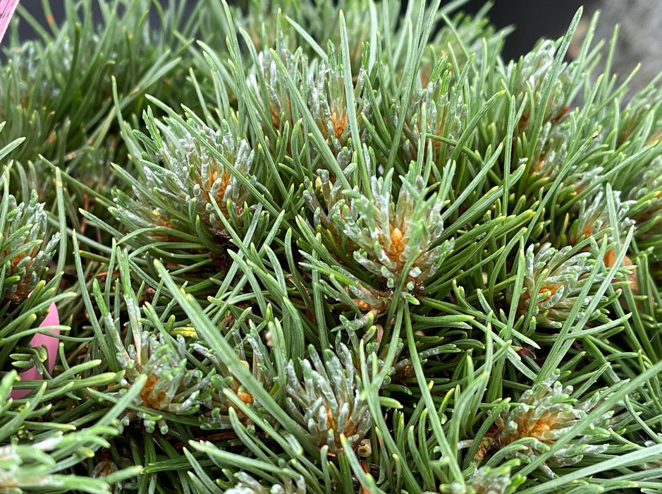 Pinus uncinata 'Krauskopf’ Dwarf Swiss Mountain Pine Tree