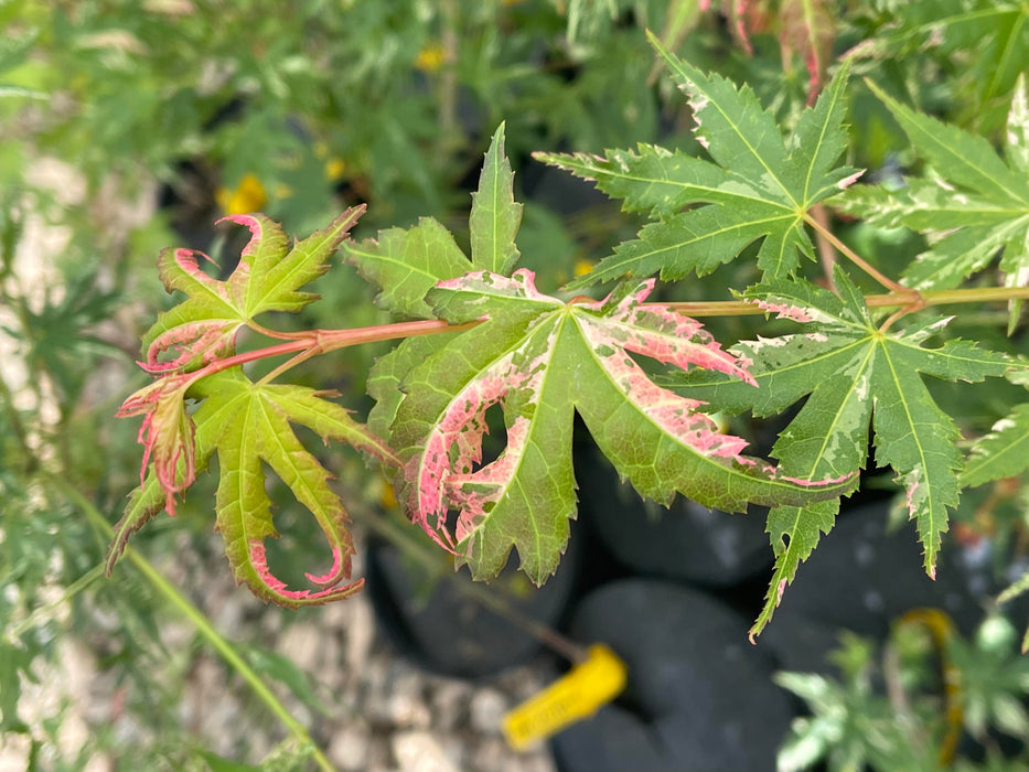 Acer palmatum 'Ori zuru' Pink Japanese Maple