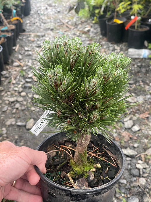 Pinus heldreichii 'Beran Conica' Dwarf Bosnian Pine