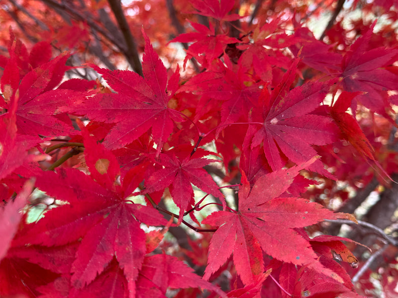 Acer palmatum 'Ed Carmine' Rare Japanese Maple