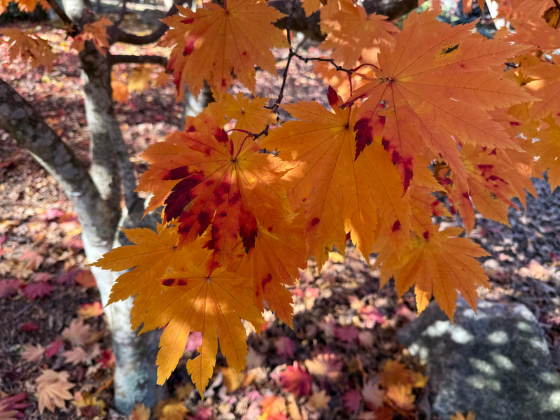 Acer japonicum 'Vitifolium' Large Leaf Full Moon Japanese Maple