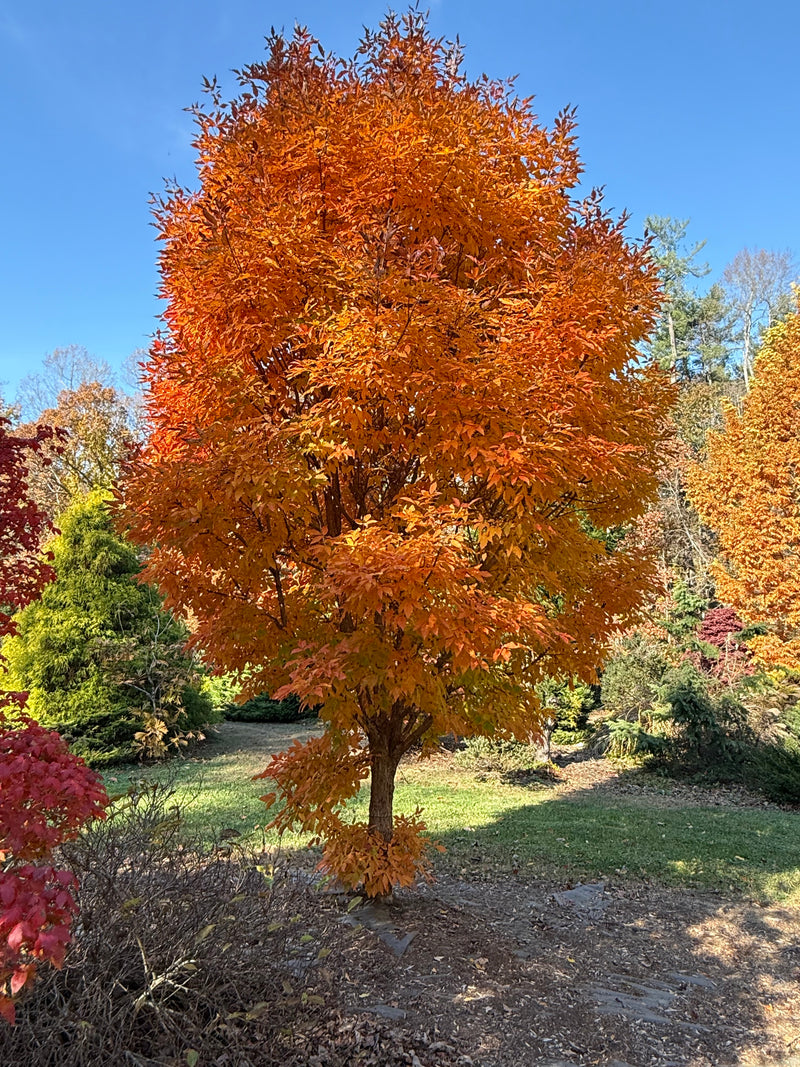 Acer triflorum 'Aureum'