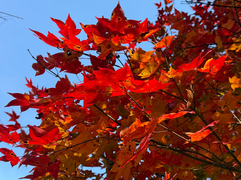 Acer olivaceum Rare Chinese Olive Maple