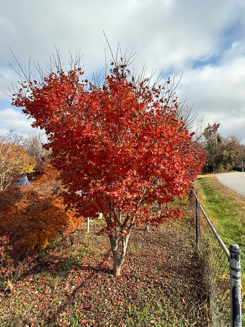 Acer palmatum 'Red Spray' Japanese Maple