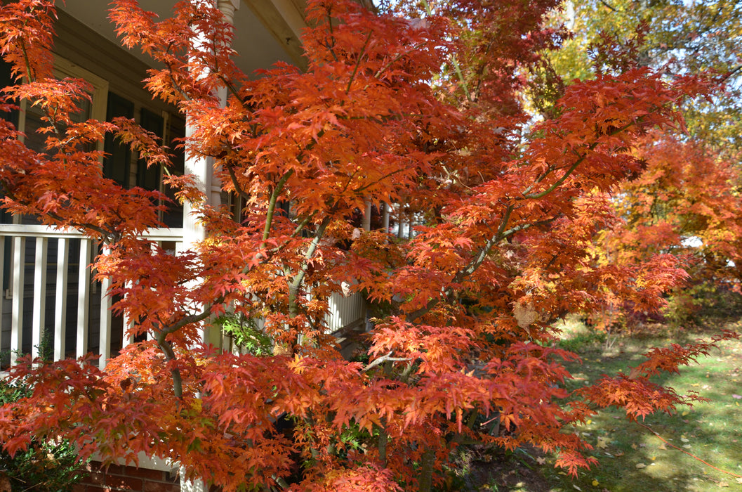 FOR PICK UP ONLY | Acer palmatum 'Shishigashira' Lion's Head Japanese Maple | DOES NOT SHIP