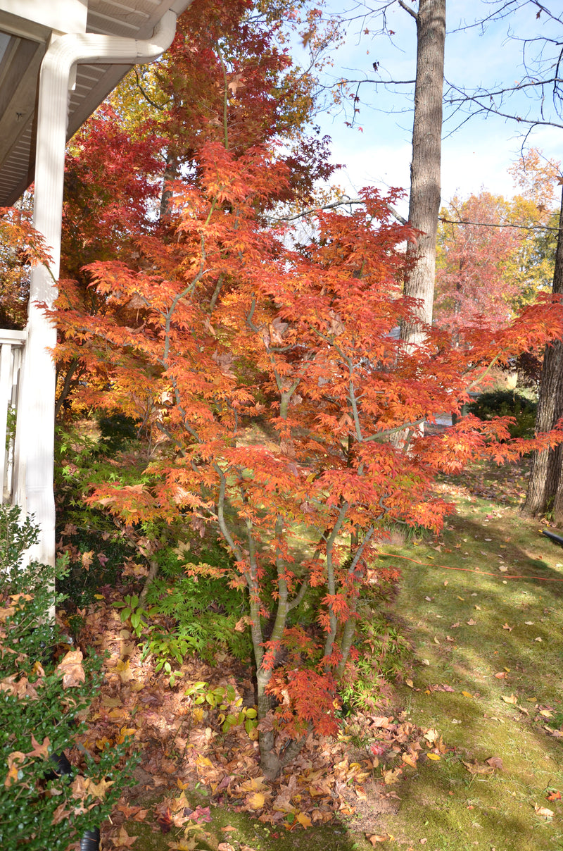 - FOR PICKUP ONLY | Acer palmatum 'Shishigashira' Lion's Head Japanese Maple | DOES NOT SHIP - Mr Maple │ Buy Japanese Maple Trees