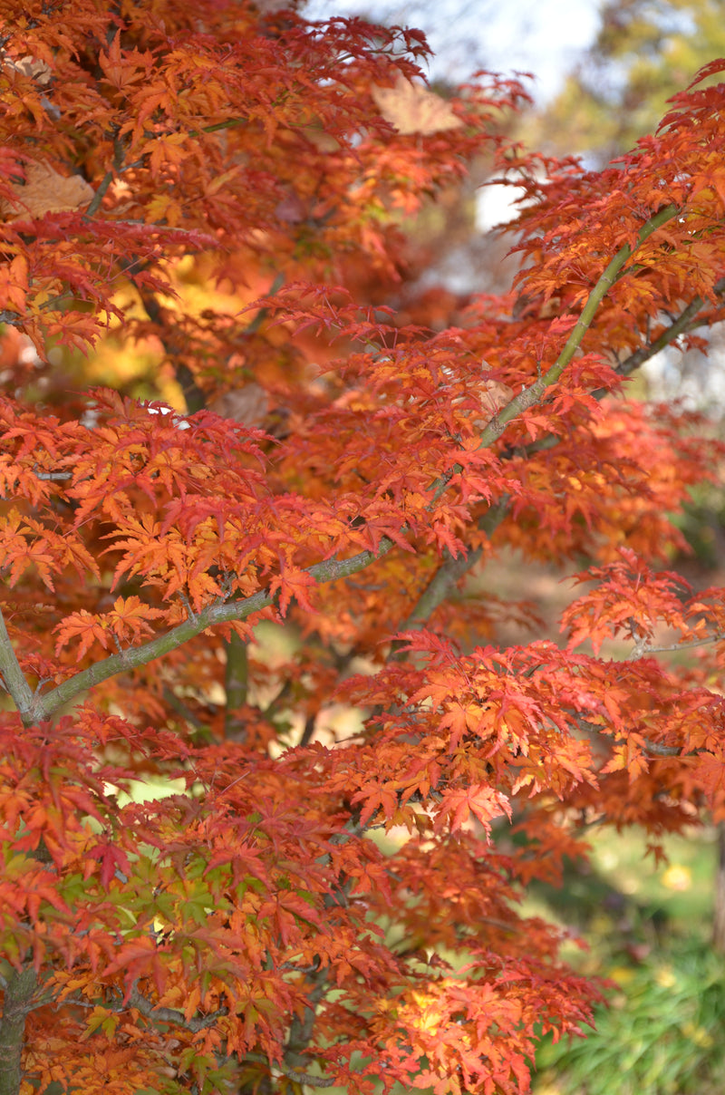 - FOR PICKUP ONLY | Acer palmatum 'Shishigashira' Lion's Head Japanese Maple | DOES NOT SHIP - Mr Maple │ Buy Japanese Maple Trees