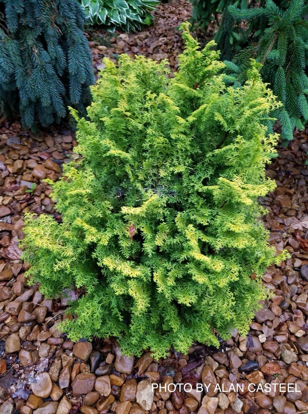 Buy Chamaecyparis obtusa 'Spirited' Dwarf Golden Hinoki Cypress