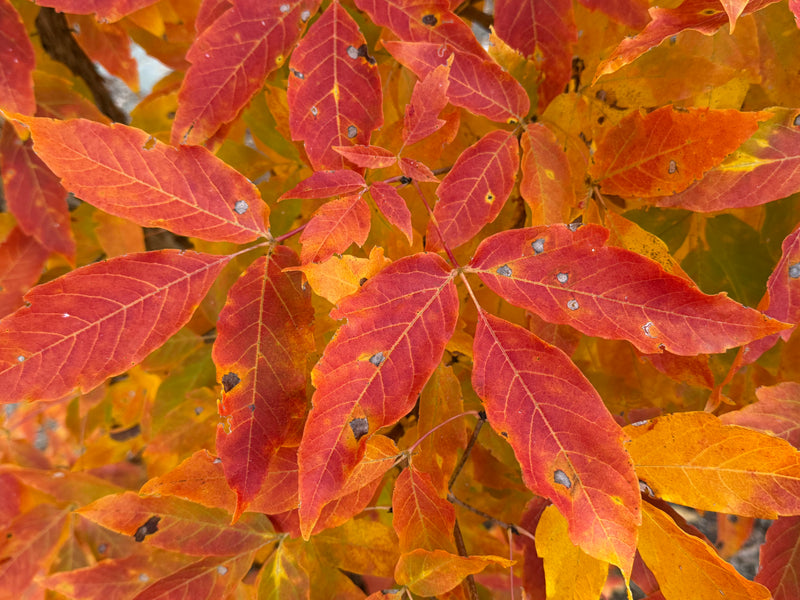 Acer triflorum 'Aureum'