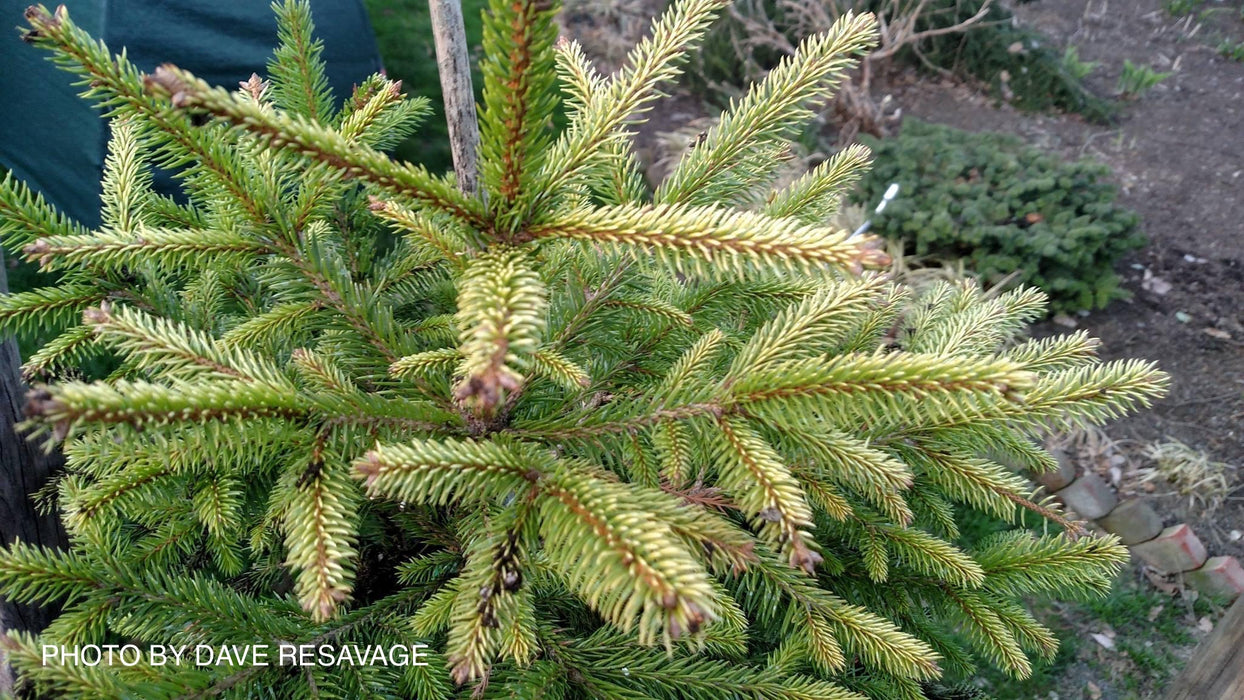 Picea abies 'Gold Fingers' Norway Spruce