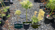 - Acer palmatum 'Snow Kitten' Japanese Maple - Mr Maple │ Buy Japanese Maple Trees