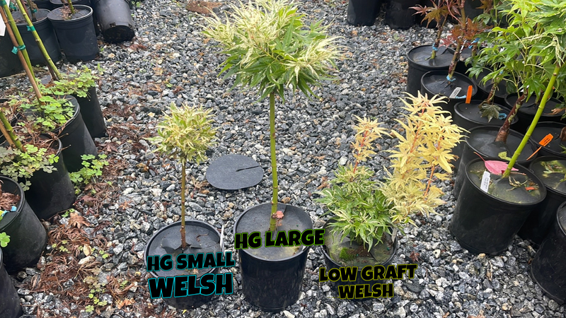 - Acer palmatum 'Snow Kitten' Japanese Maple - Mr Maple │ Buy Japanese Maple Trees