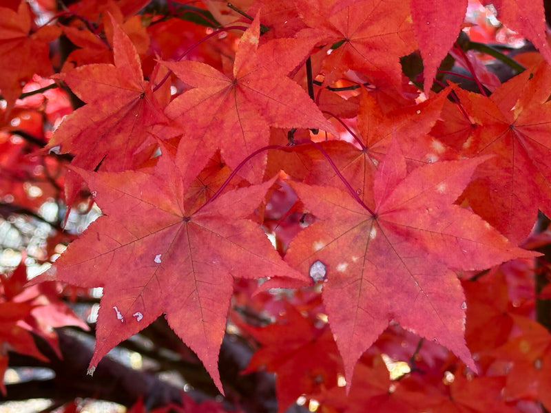 Acer palmatum 'Mon zukushi' Japanese Maple