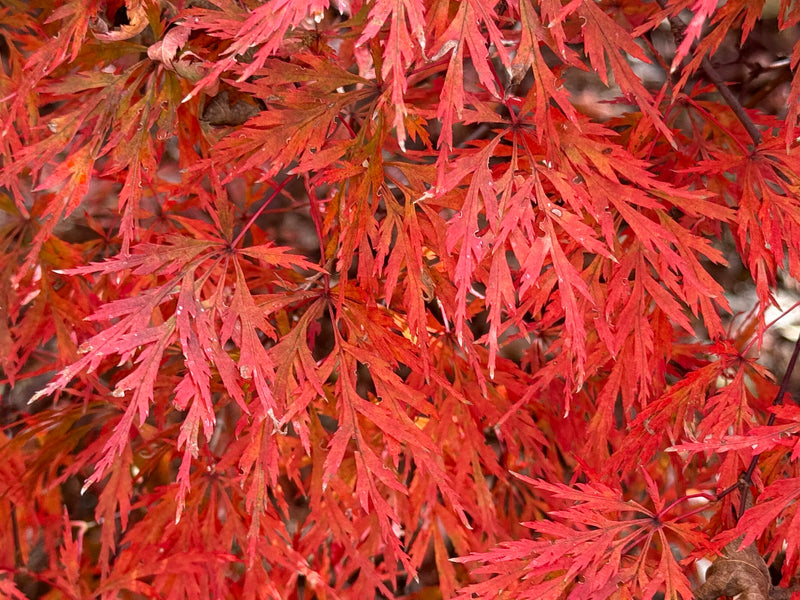 Acer palmatum 'Orangeola' Japanese Maple