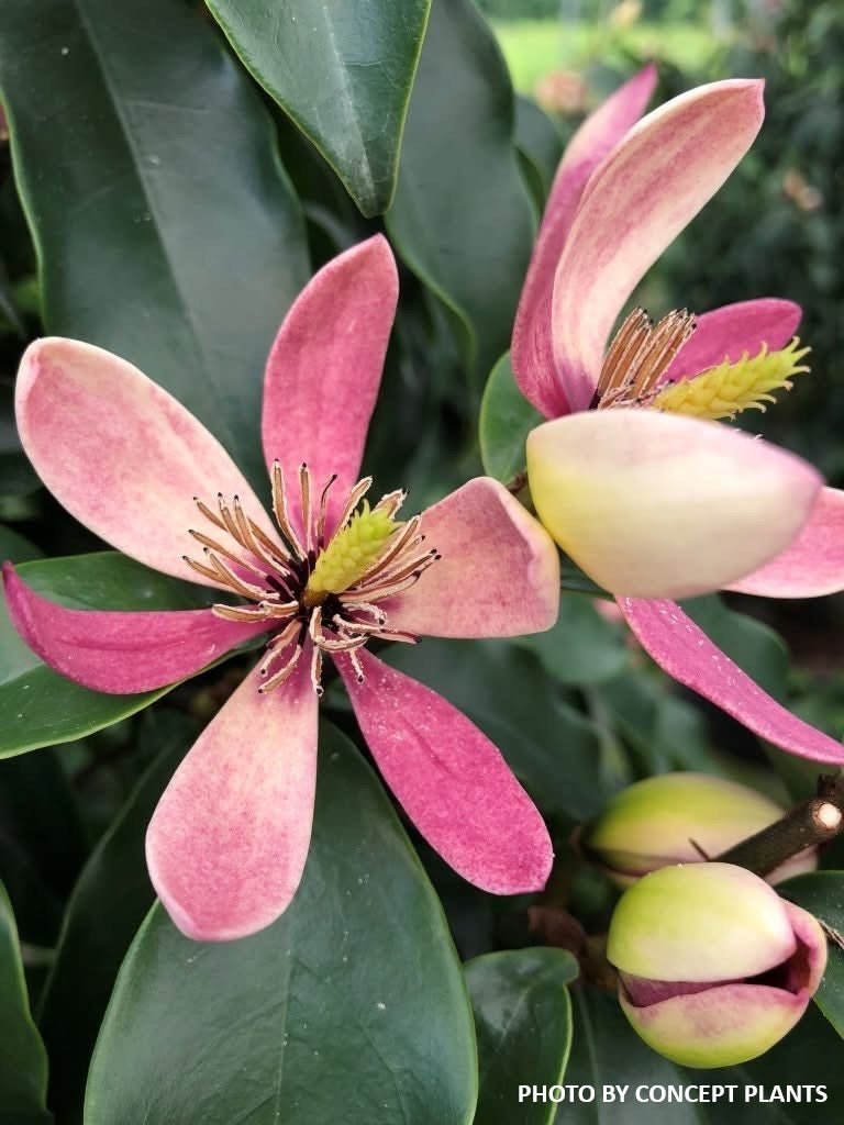 Magnolia x loebneri 'Stellar Ruby' Evergreen Magnolia