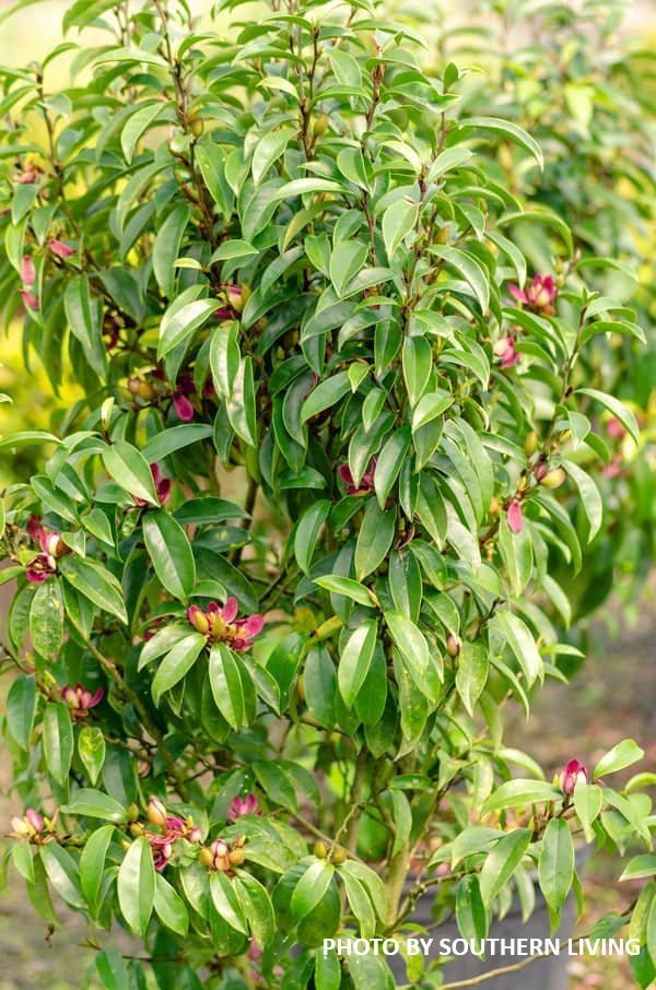 Magnolia x loebneri 'Stellar Ruby' Evergreen Magnolia