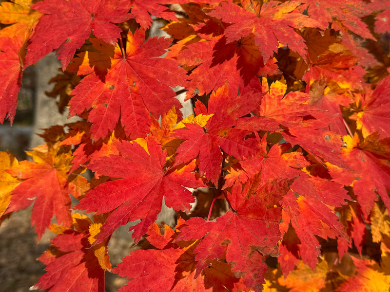 Acer sieboldianum 'Ookisha' Japanese Maple