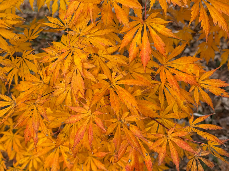 Acer shirasawanum 'Bronze Age' Bronze Full Moon Japanese Maple