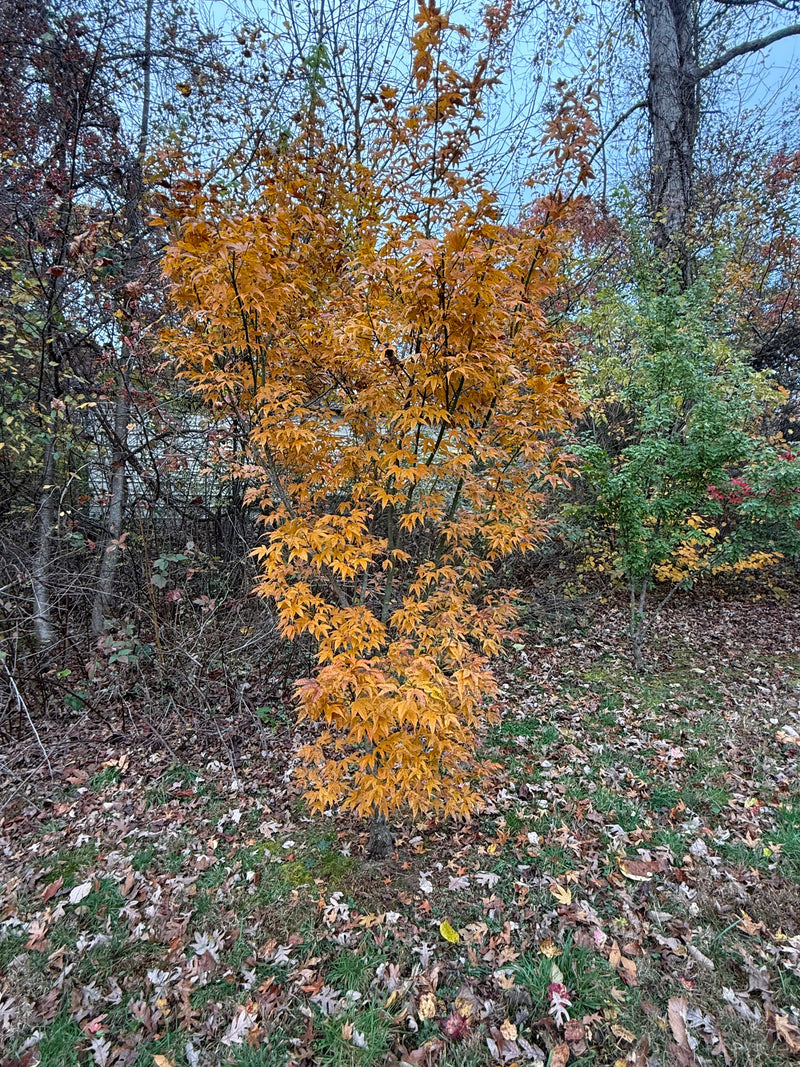 Acer palmatum x 'Giganteum' Japanese Maple