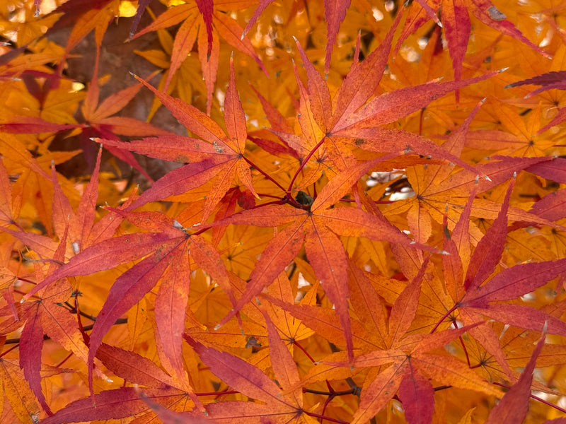 Acer palmatum 'Alan's Gold' Pinebark Japanese Maple