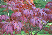 - FOR PICKUP ONLY | Acer japonicum 'Mai kujaku' Dancing Peacock Japanese Maple | DOES NOT SHIP - Mr Maple │ Buy Japanese Maple Trees