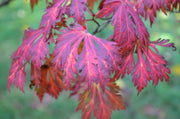 - FOR PICKUP ONLY | Acer japonicum 'Mai kujaku' Dancing Peacock Japanese Maple | DOES NOT SHIP - Mr Maple │ Buy Japanese Maple Trees
