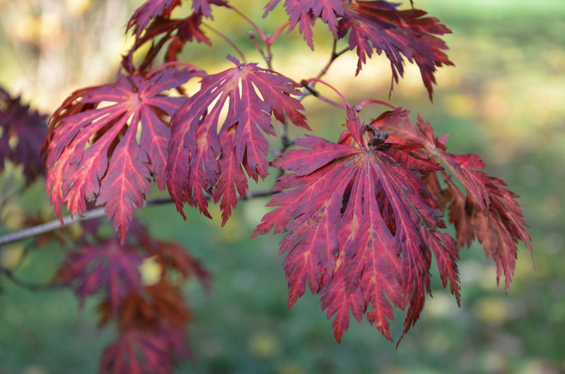 - FOR PICKUP ONLY | Acer japonicum 'Mai kujaku' Dancing Peacock Japanese Maple | DOES NOT SHIP - Mr Maple │ Buy Japanese Maple Trees