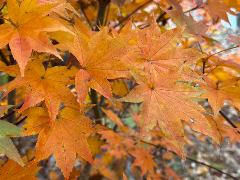 Acer robustum Rare Chinese Maple