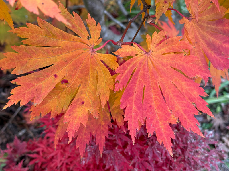 Acer japonicum 'Yama kage' Mountain Shadows Full Moon Japanese Maple