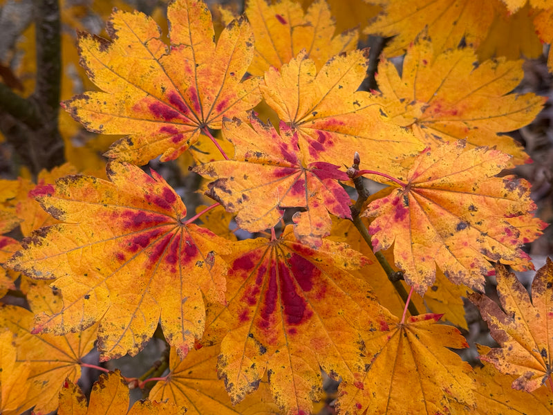 Acer japonicum 'Giant Moon' Full Moon Japanese Maple