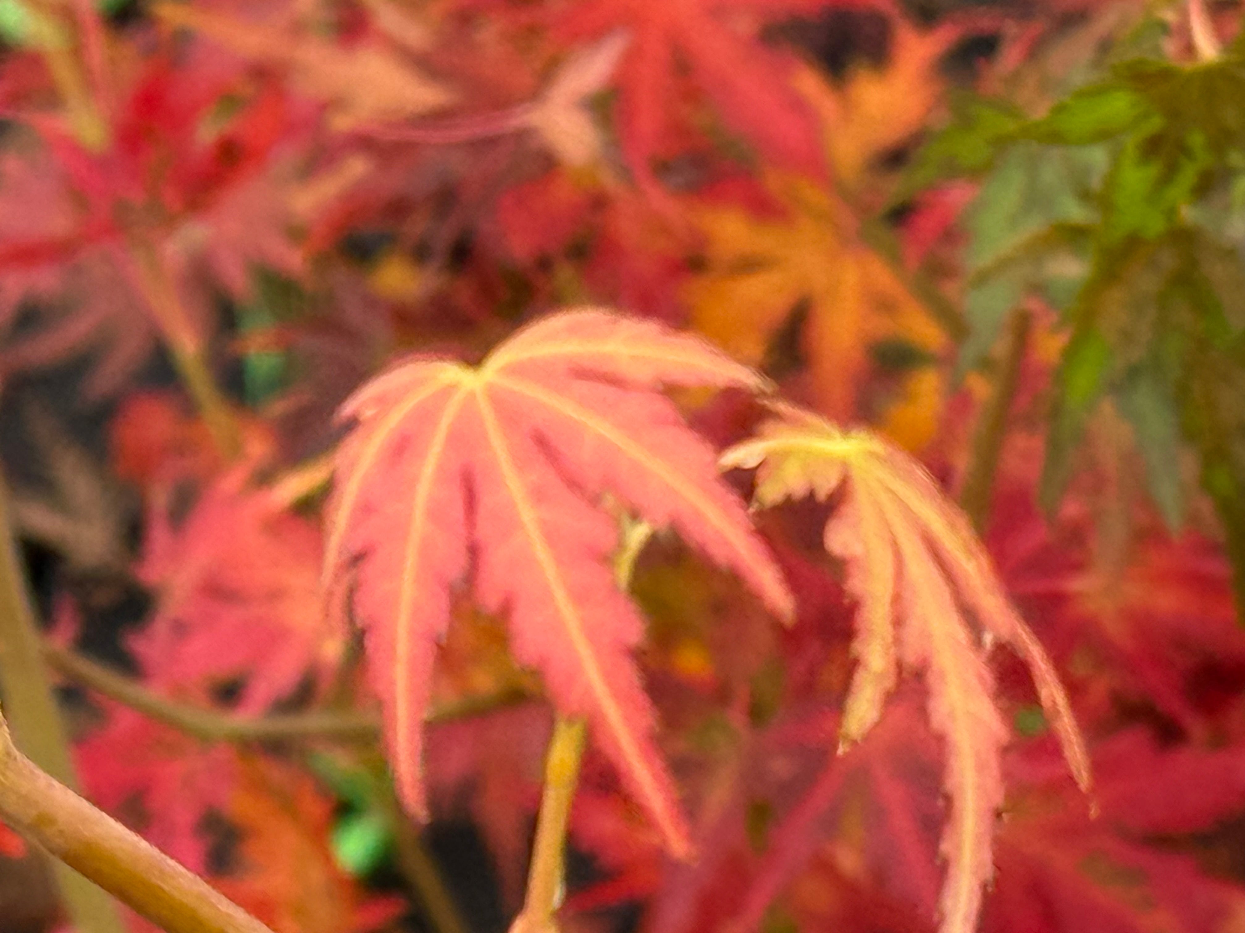 Buy Acer palmatum 'Elena Melody' Japanese Maple — Mr Maple │ Buy