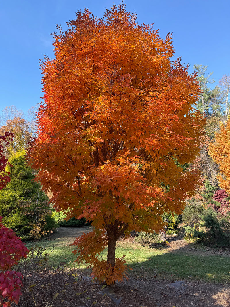 Acer triflorum 'Aureum'