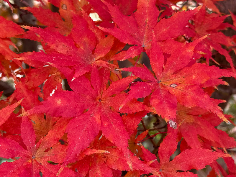Acer palmatum 'Miss Maple' Japanese Maple