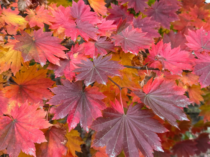 Acer pseudosieboldianum ssp takesimense Ulleung-do Island Maple