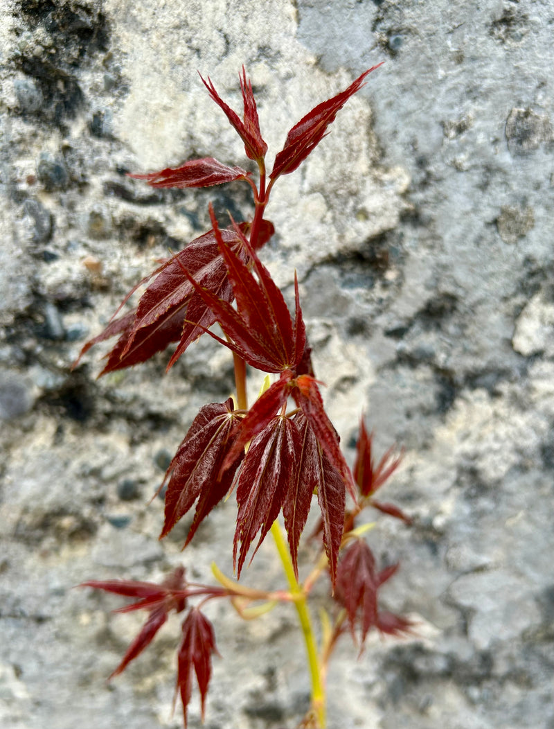 Acer oliverianum 'Hot Rod' Japanese Maple