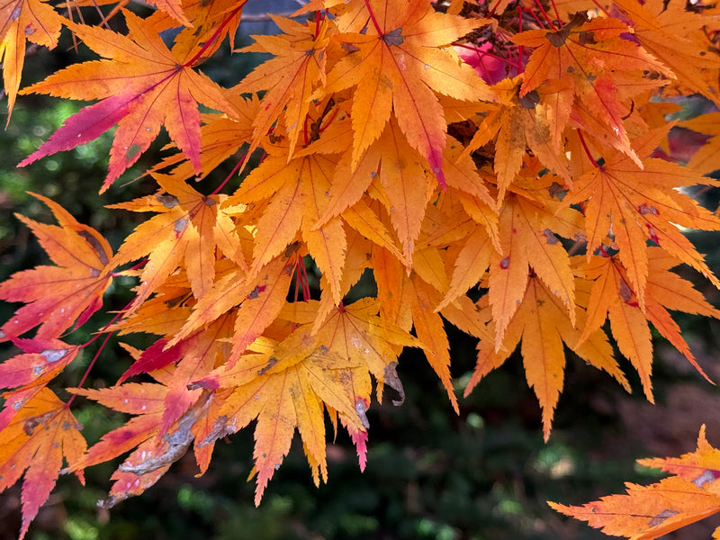 Acer palmatum 'Tobiosho' Japanese Maple