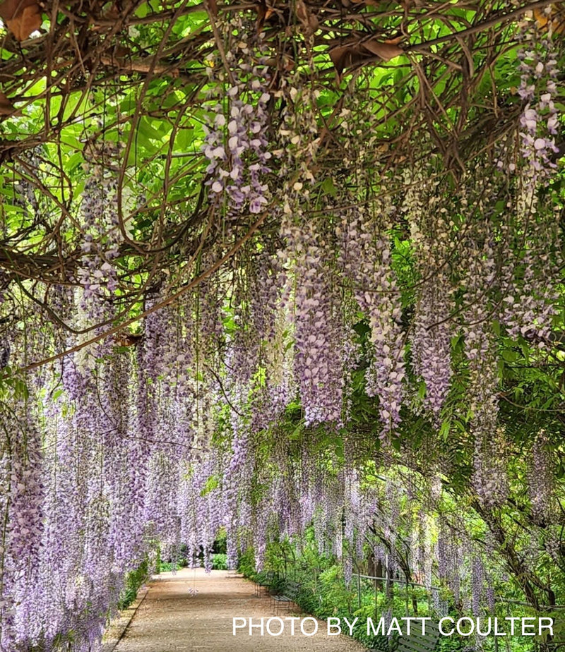 Wisteria floribunda 'Lawrence' Pale Lavender Japanese Wisteria
