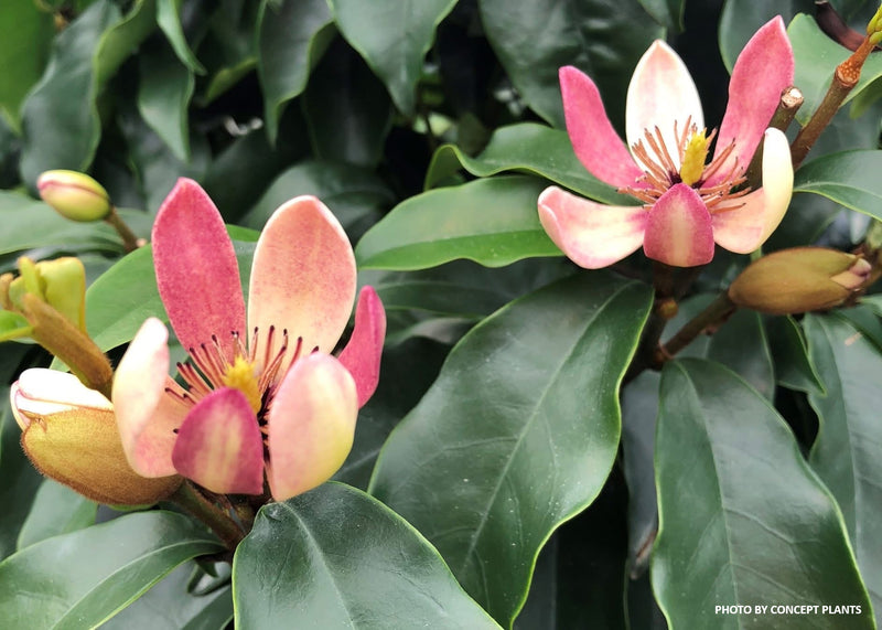 Magnolia x loebneri 'Stellar Ruby' Evergreen Magnolia