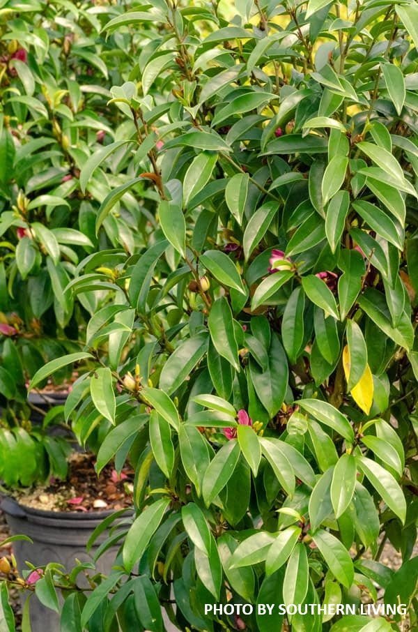 Magnolia x loebneri 'Stellar Ruby' Evergreen Magnolia