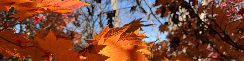 Acer japonicum 'Vitifolium' Large Leaf Full Moon Japanese Maple