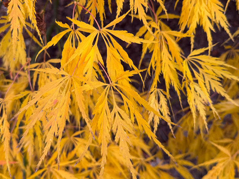 Acer palmatum 'Viridis' Japanese Maple