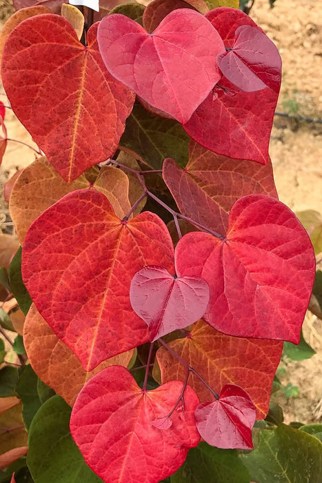 Cercis canadensis 'Hearts A'Fire' Redbud