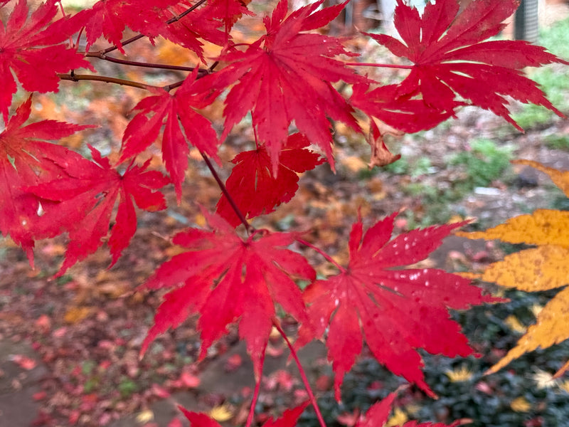 Acer palmatum x shirasawanum ‘Trompenburg' Japanese Maple