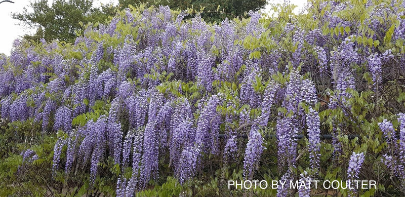 Wisteria floribunda 'Lawrence' Pale Lavender Japanese Wisteria