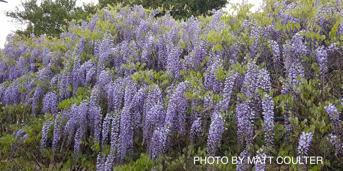 Buy Wisteria floribunda 'Anwen' Lavender Japanese Wisteria — Mr