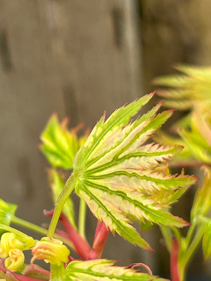Acer palmatum 'Starry Skies' Variegated Japanese Maple