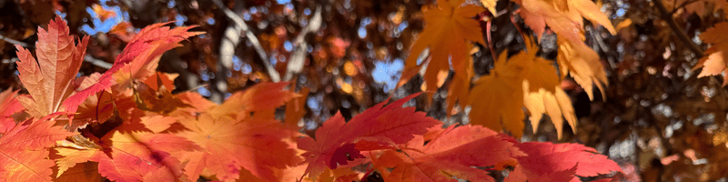 Acer japonicum 'Vitifolium' Large Leaf Full Moon Japanese Maple